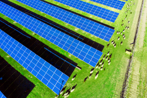Sheep Grazing Near Solar Panels